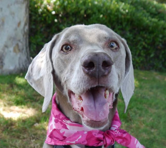 Lucy Face (Medium)